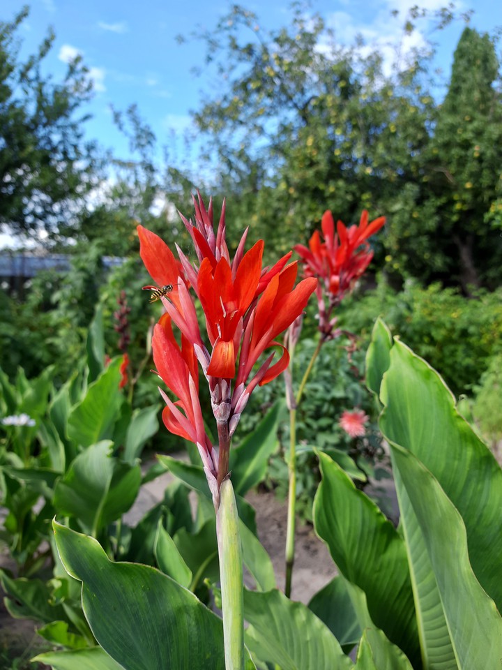 flower