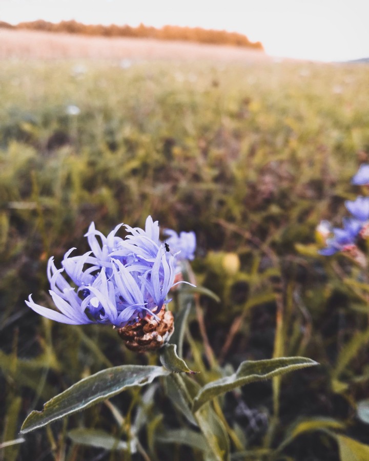 summer fields.