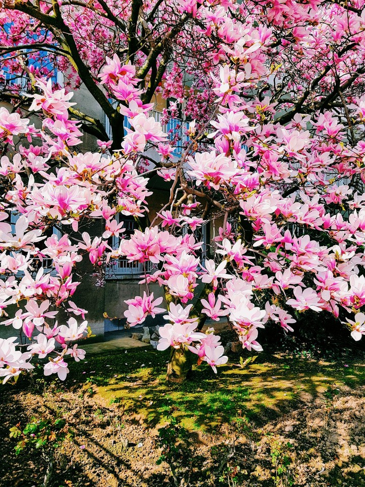 flowers