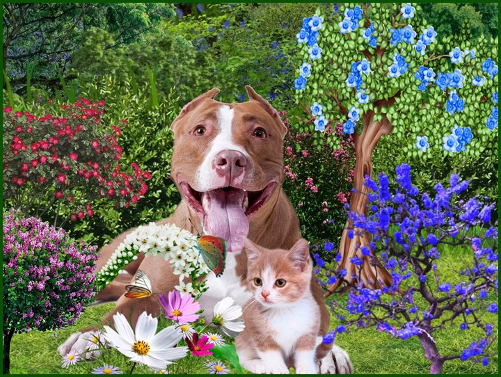 Hund und Katze