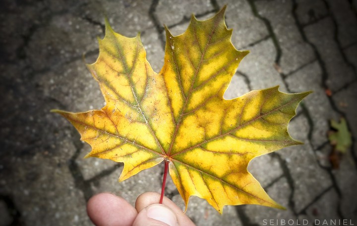 Herbst