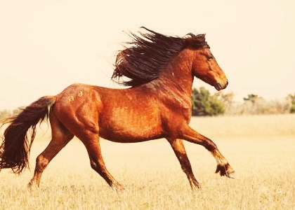 horse