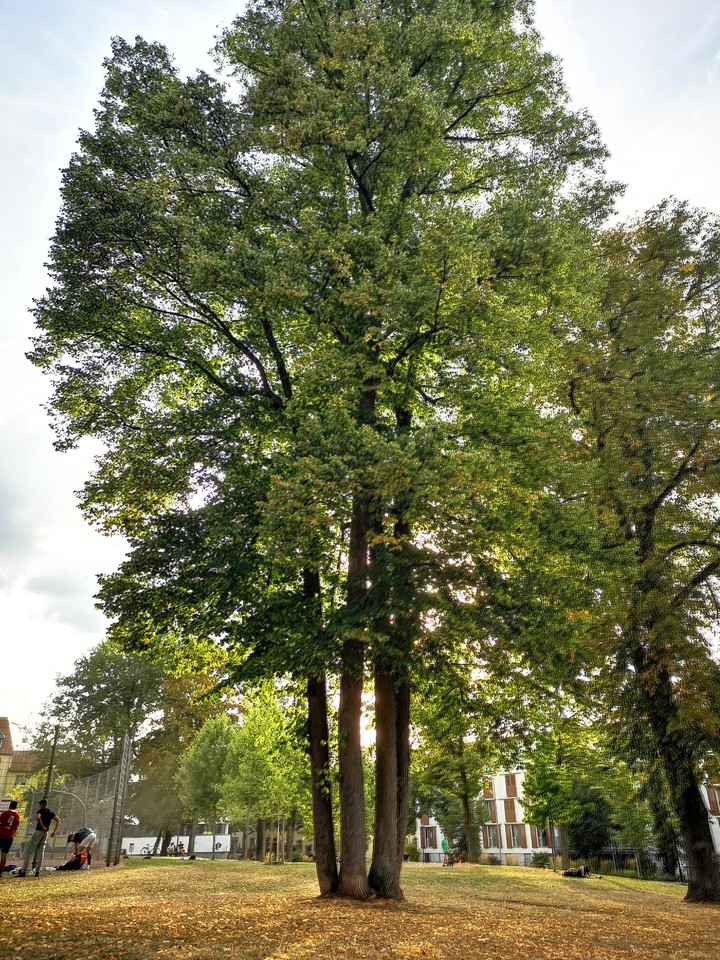 Park