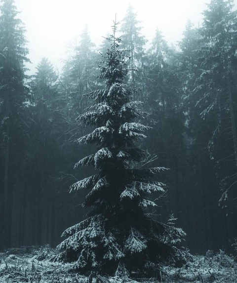 sfondi biome, forest