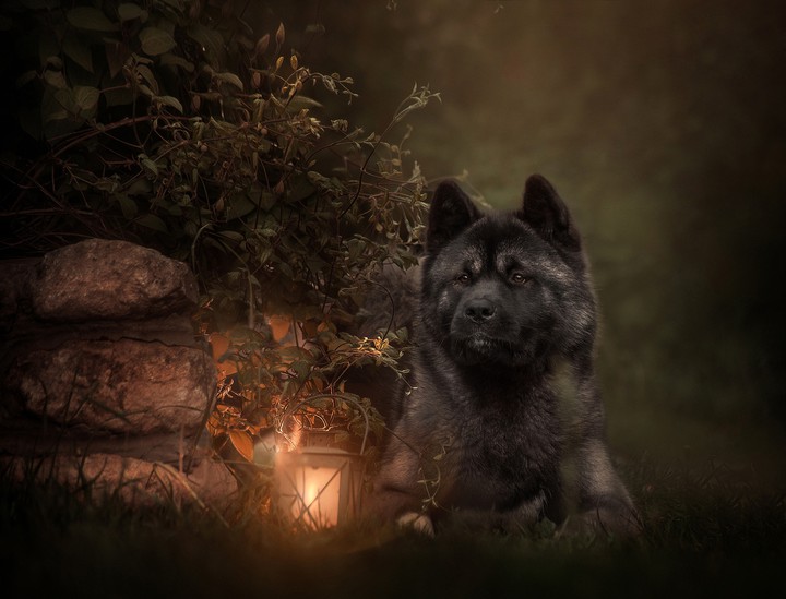 dog