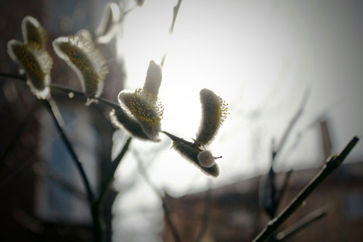 spring in the city