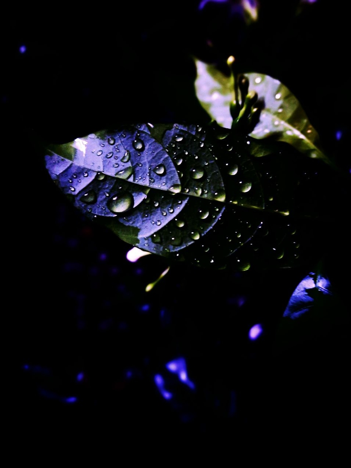 leaf