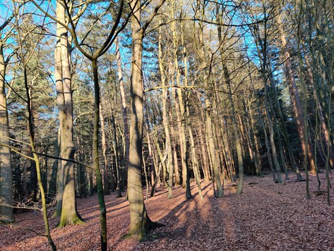 Wood