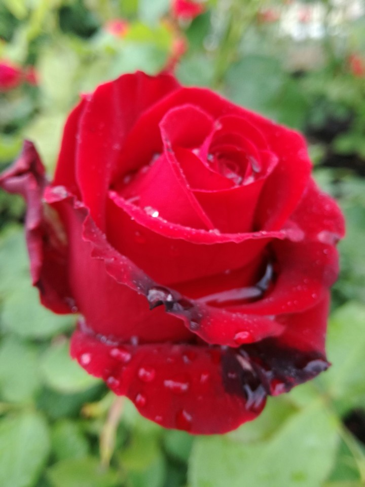 rose