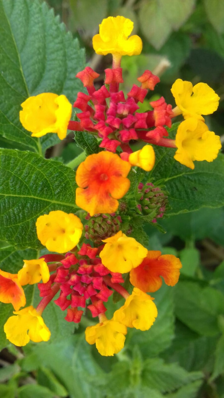 flowers