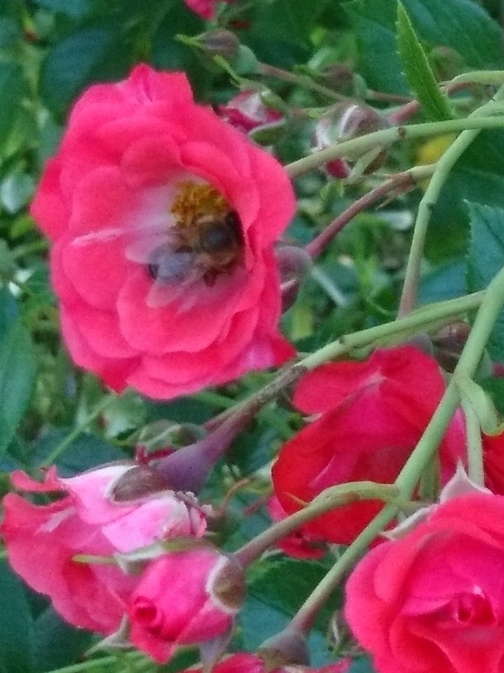 Roses	 & bee