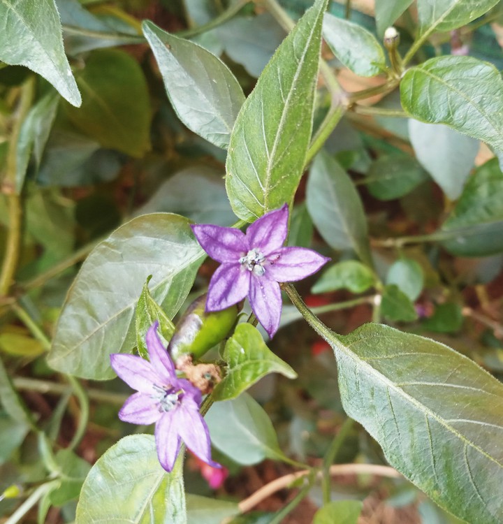 Violet