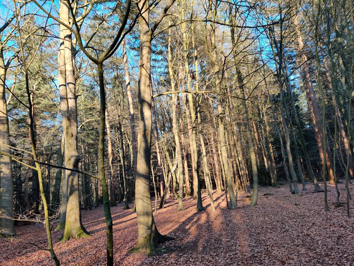 Wood