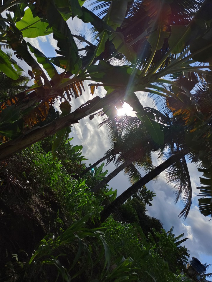 nature and sun