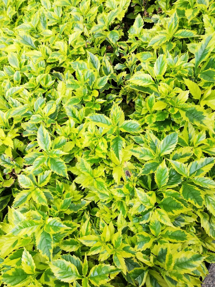 leafs