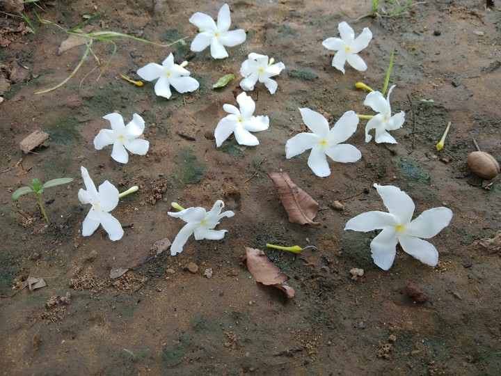 flowers