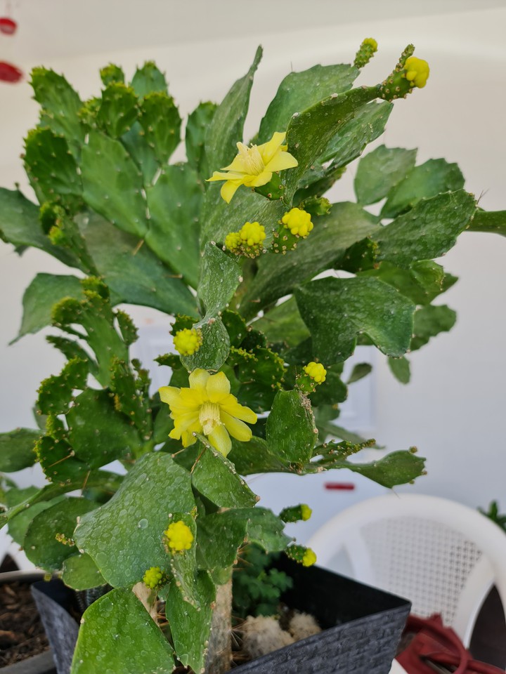 #mijardin,#flordelnopal.
