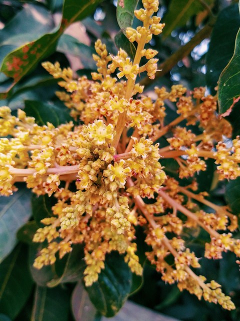 шпалери plant, flower
