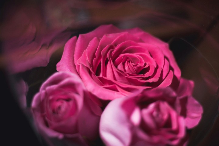 rose
