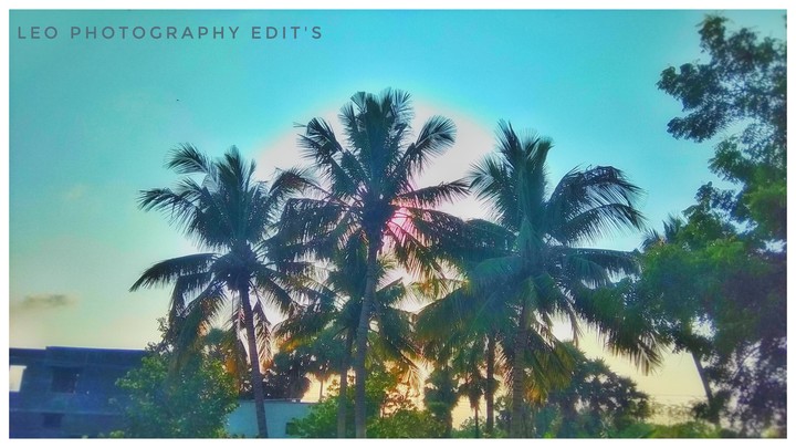 Morning Nature