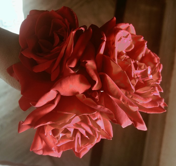 Red Roses