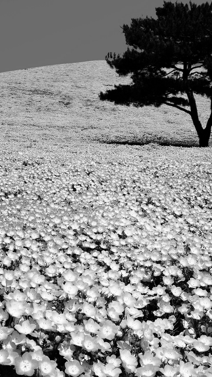 Field