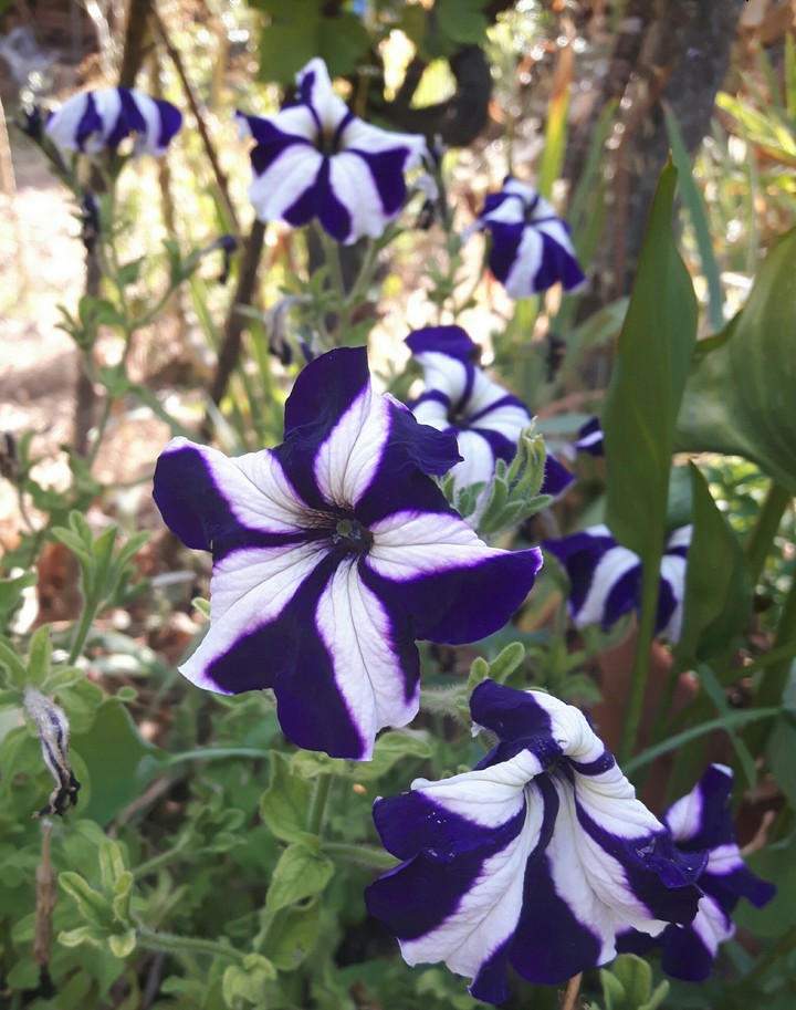 Petunia