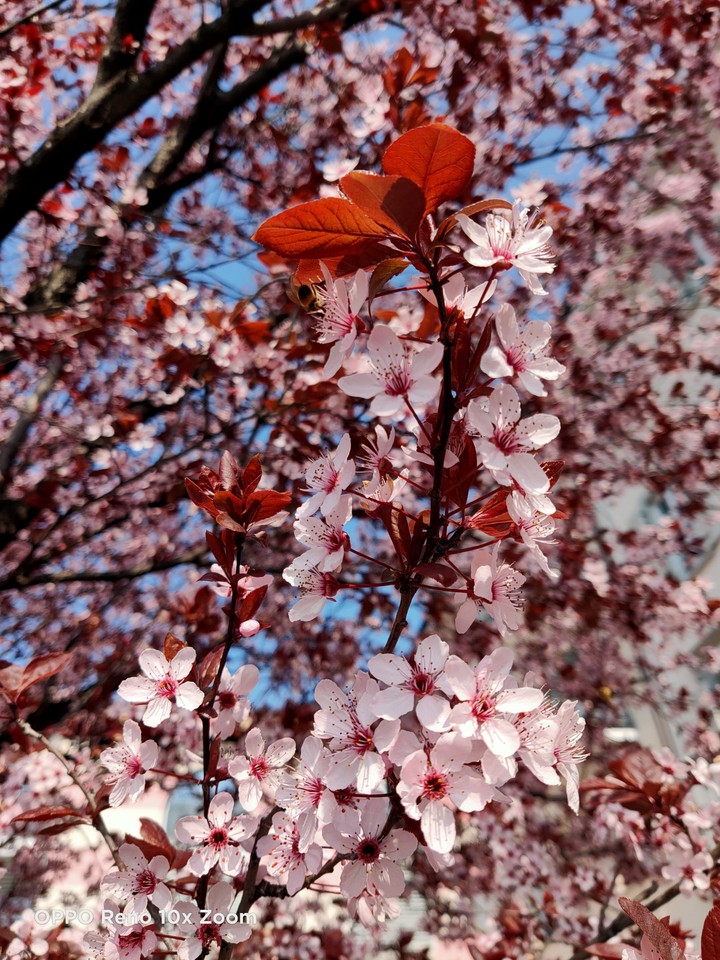 primavera