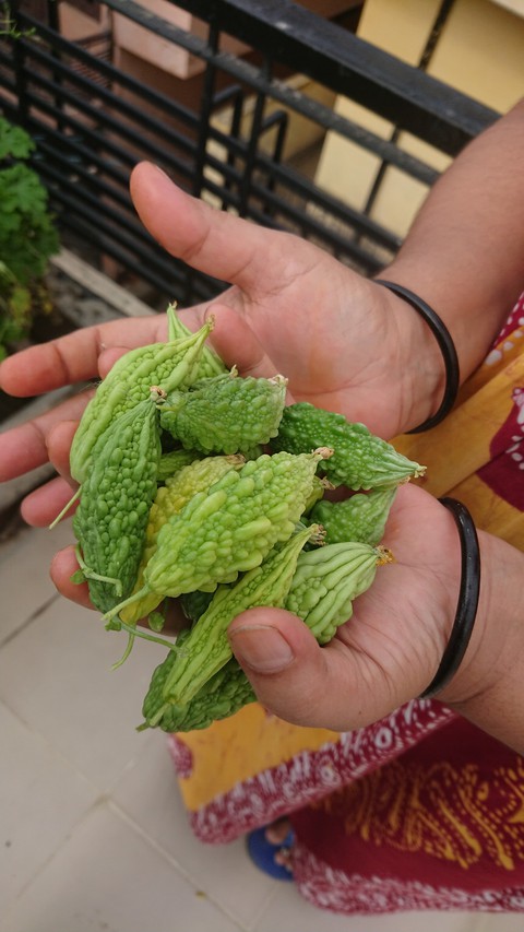 bitter gourd