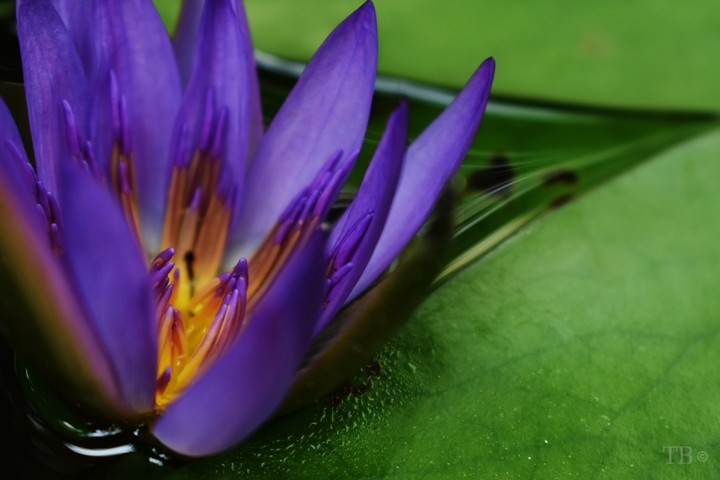 Seerose