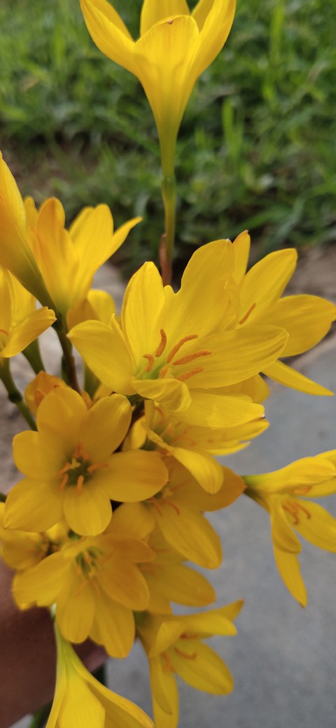 flowers