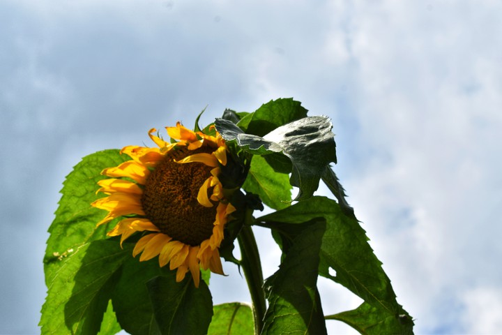 #Sunflower