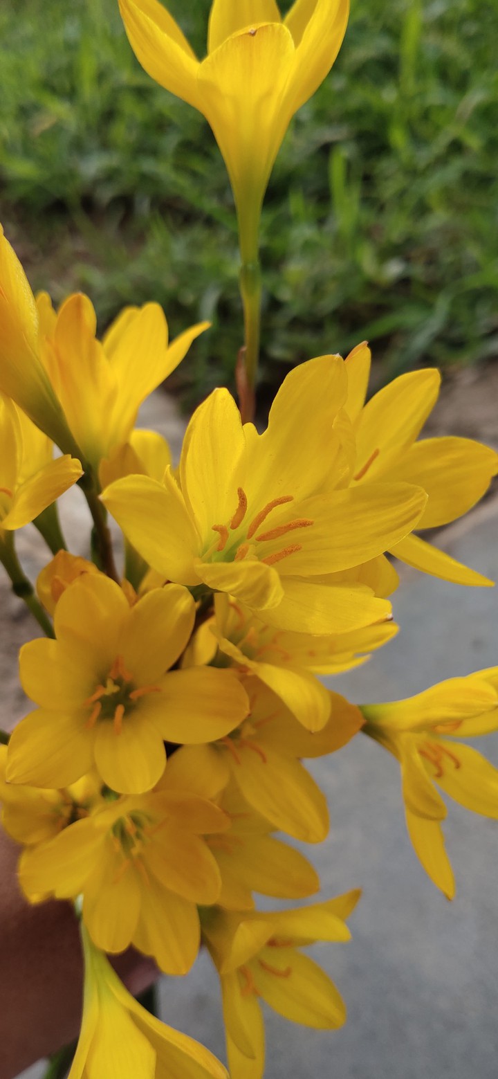 flowers