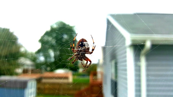 spider web
