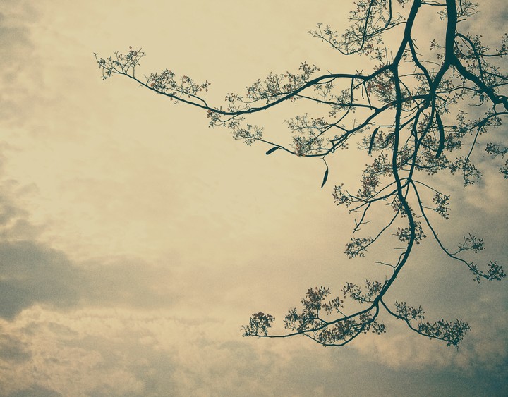 Branches