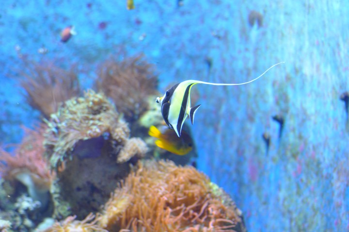 fish