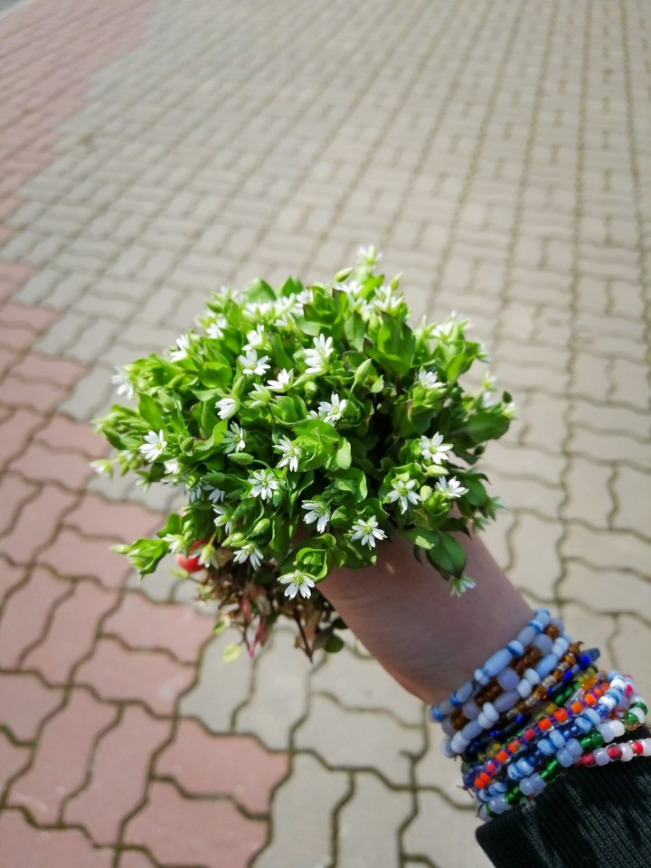 Цветы
