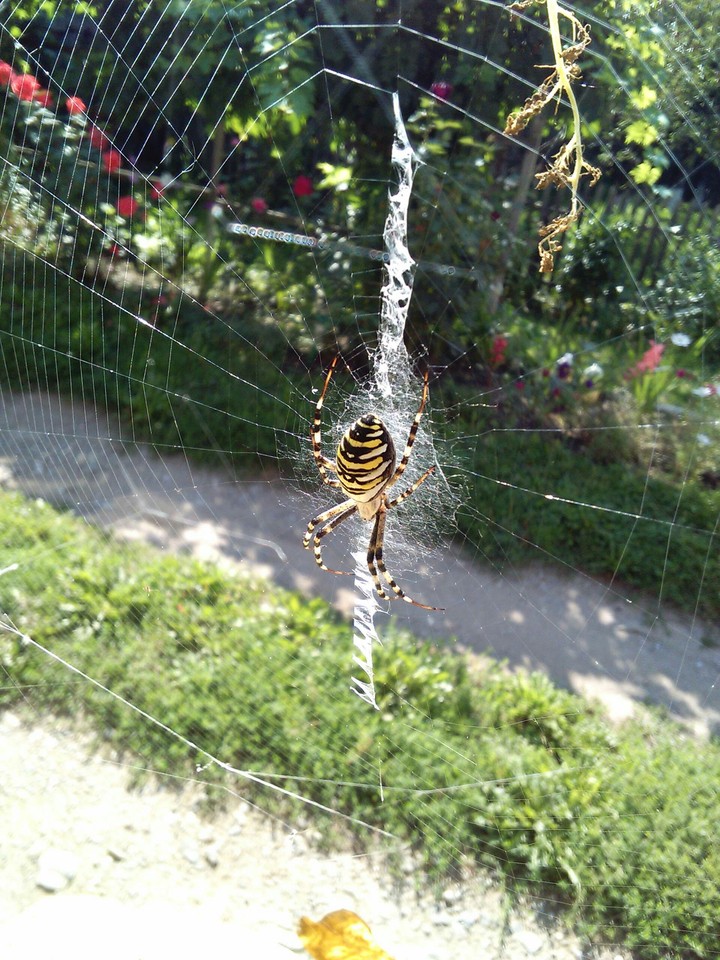 spider