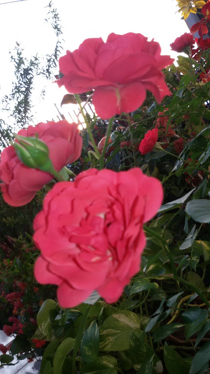 Rosas do Jardim!!!