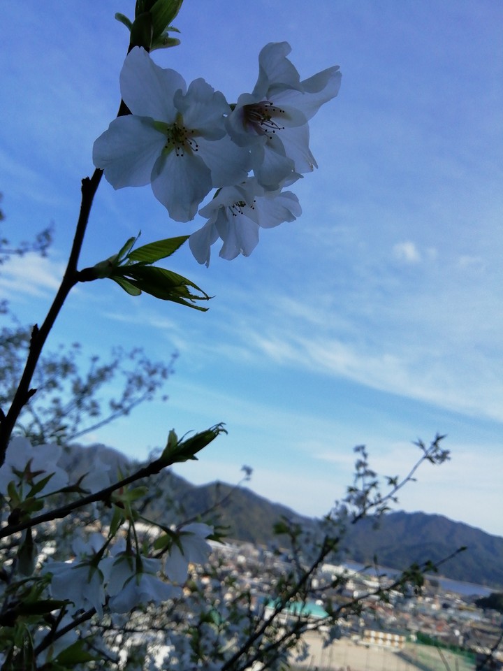 Cherry Blossoms