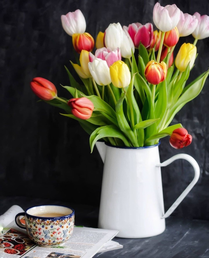tulip
