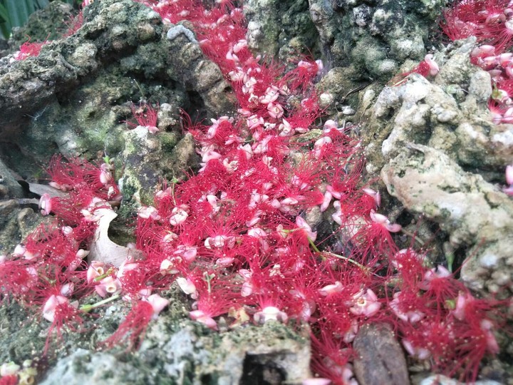 nature