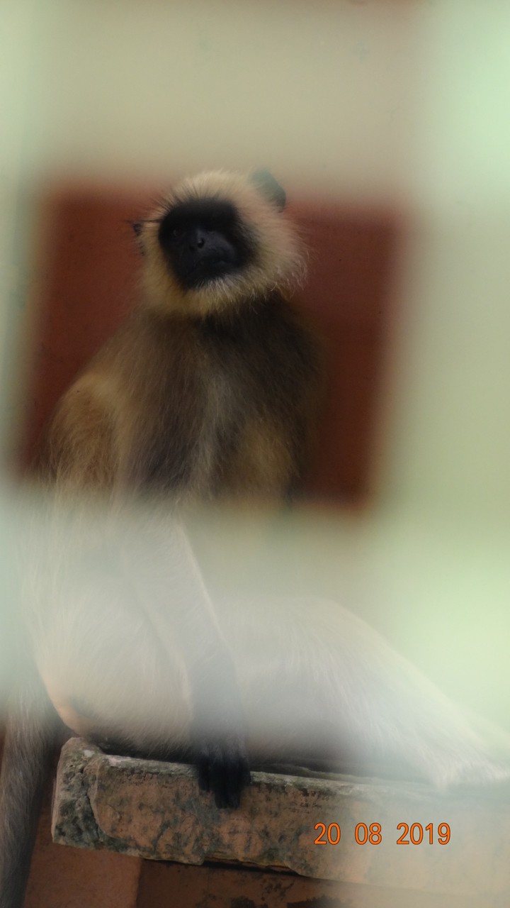 Monkey
