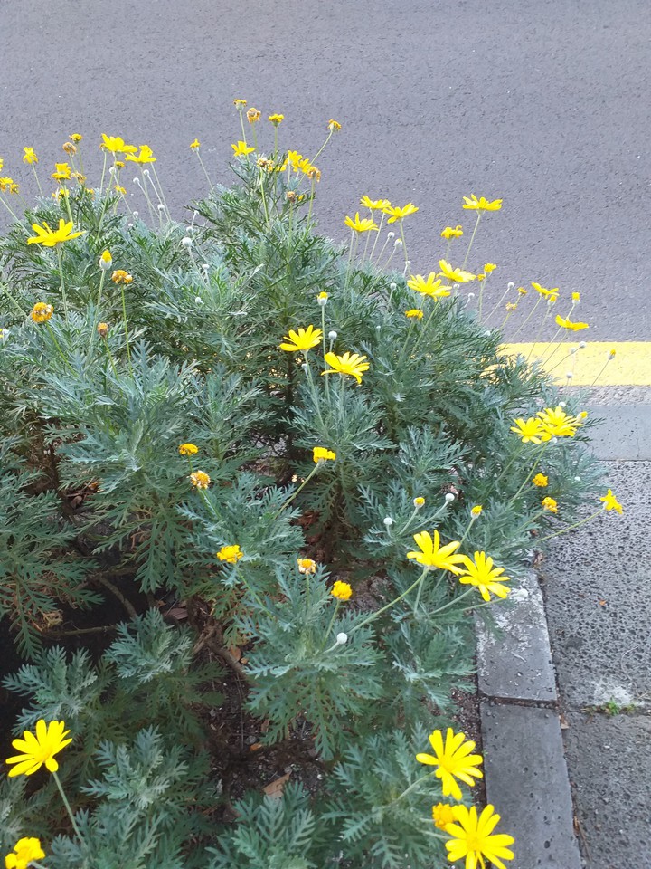 노란꽃