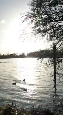 ducks in the lake