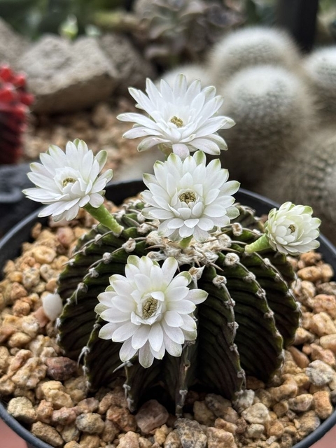 sfondi Cactus, thorns