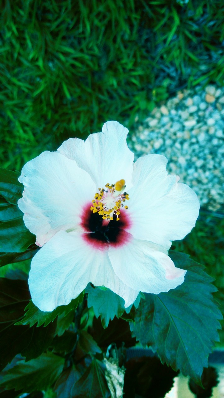 Flor