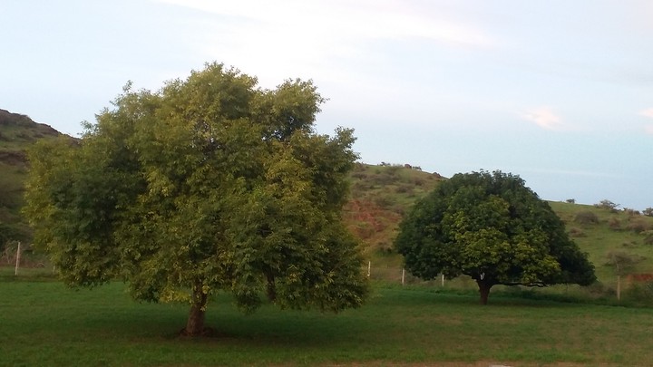 Two tree hill