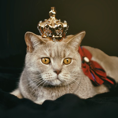 hình nền cat, asian