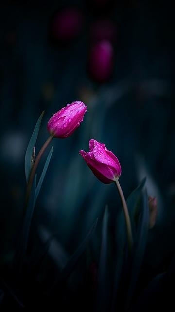 fllower